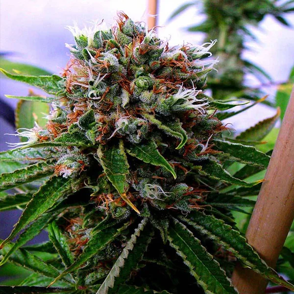 Buddhas Sister van Soma Seeds