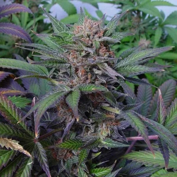 Somango van Soma Seeds