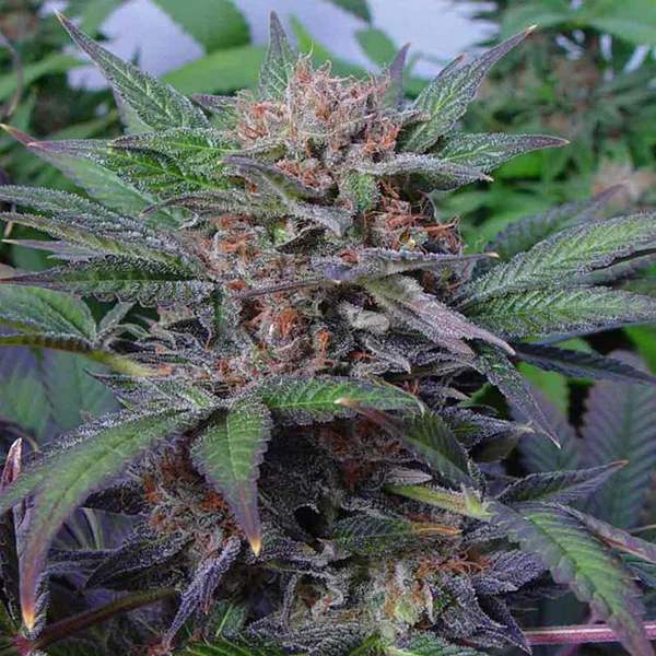 Somango van Soma Seeds