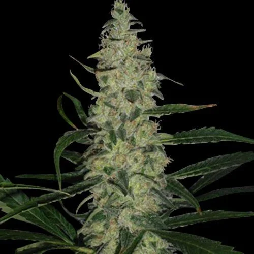 Super Skunk van Spliff Seeds