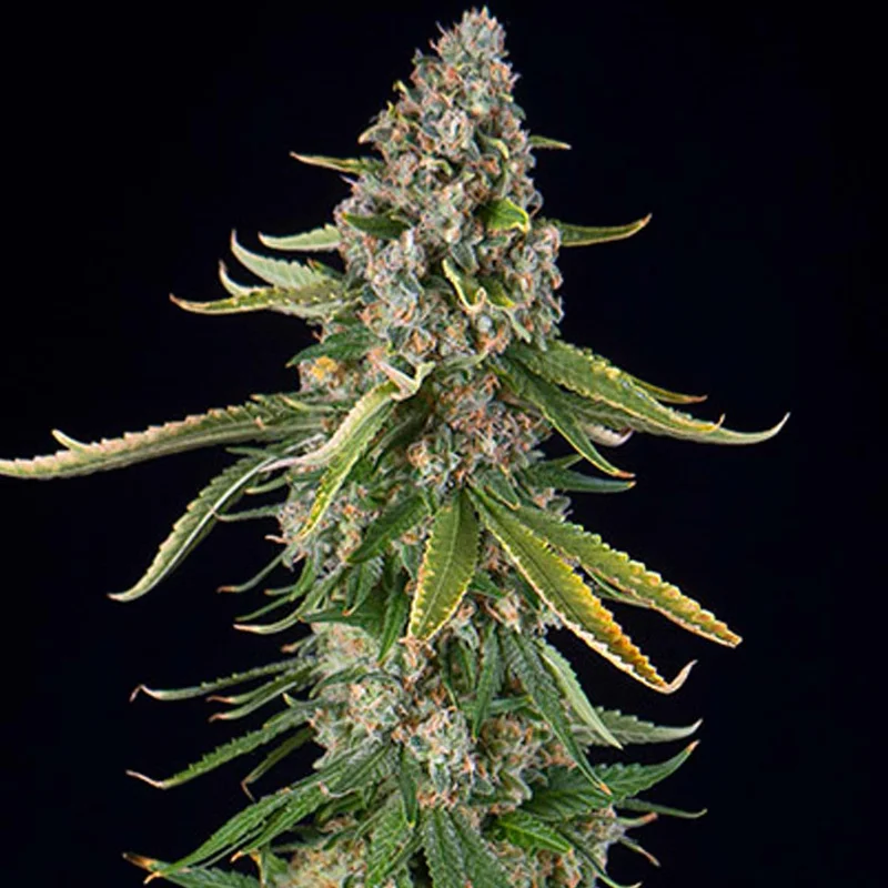 Zkittlez van Spliff Seeds
