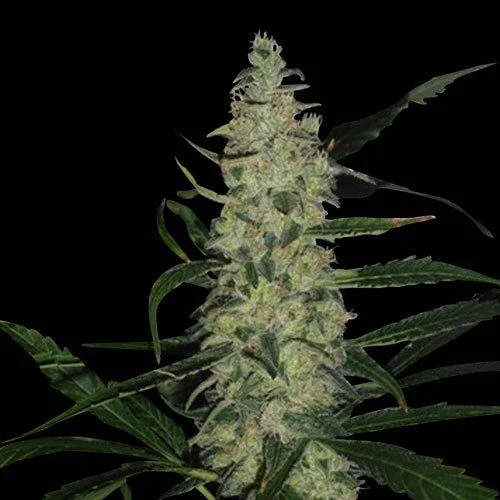 Super Skunk van Spliff Seeds