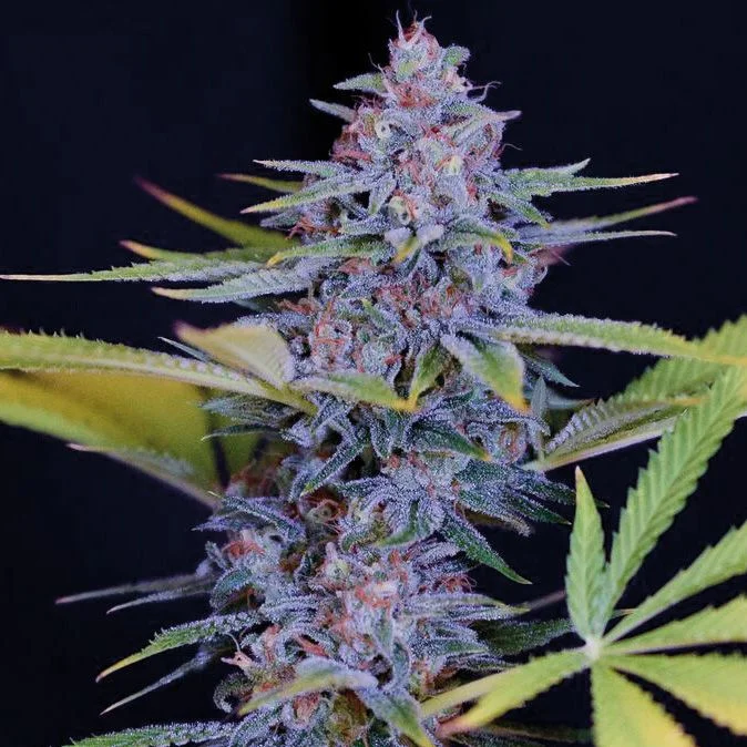 Afghani Gold van Spliff Seeds