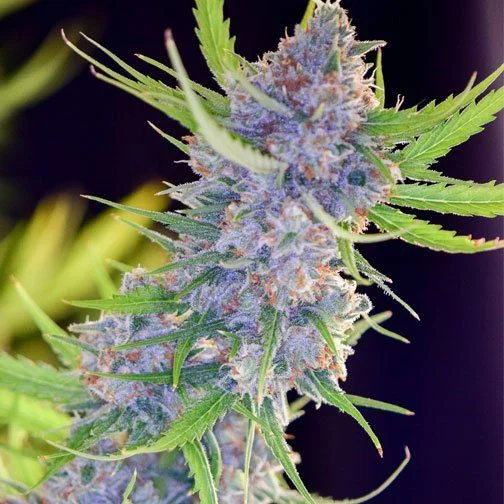 Spliff Strawberry van Spliff Seeds