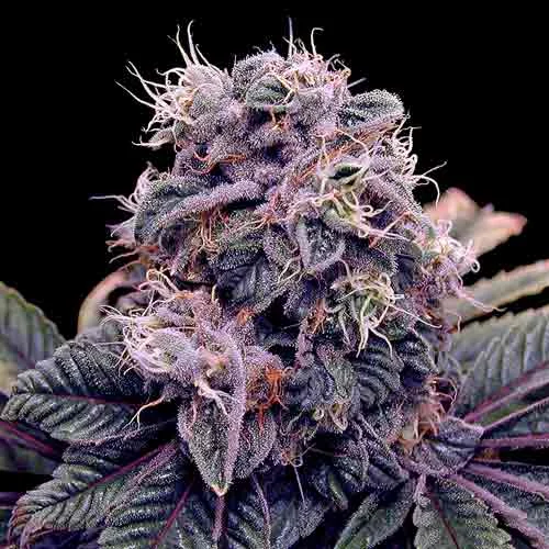 Blue Berry van Spliff Seeds