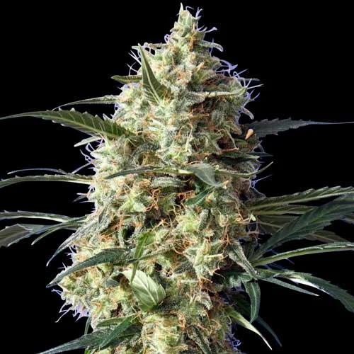Snow White van Spliff Seeds