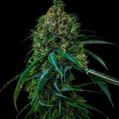 Blue Dream van Spliff Seeds
