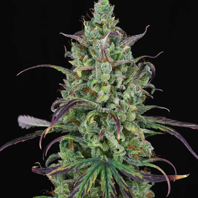 Lemon Cream Kush van Spliff Seeds