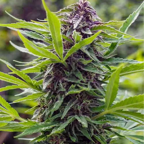 Gold Rush Outdoor van Spliff Seeds