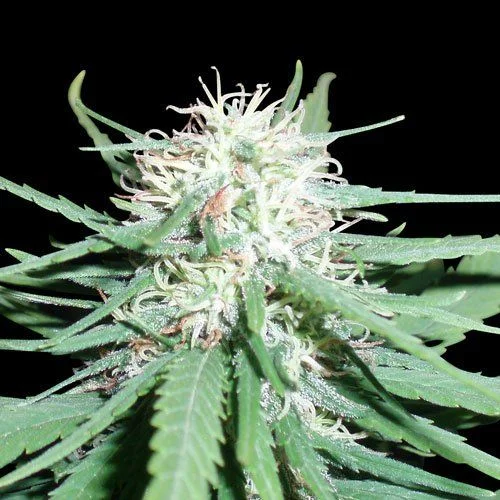 Haze #1 van Spliff Seeds
