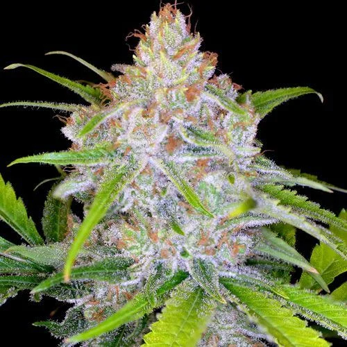 CBD Medi Kush van Spliff Seeds