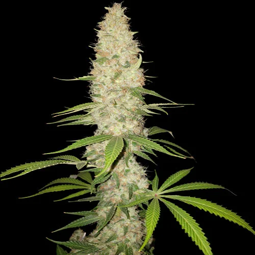 Gorilla van Spliff Seeds