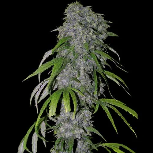 Neville's Haze van Spliff Seeds