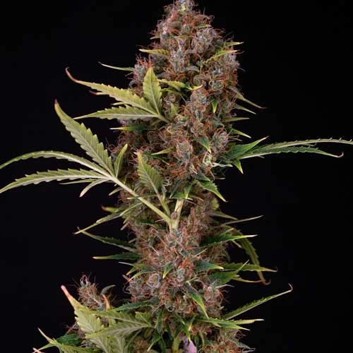 Dutch van Spliff Seeds