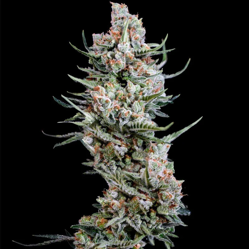 Crystal White van Spliff Seeds