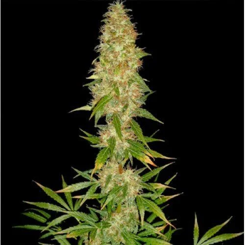 Royal Thai van Spliff Seeds