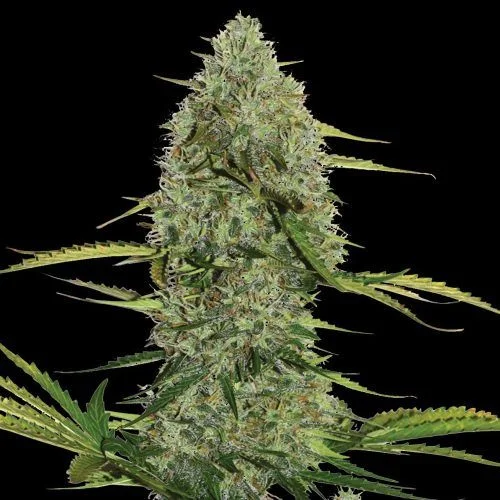 Mega Power Plant van Spliff Seeds