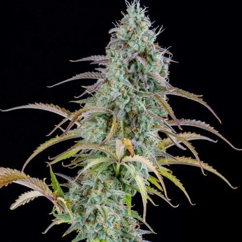 AK van Spliff Seeds