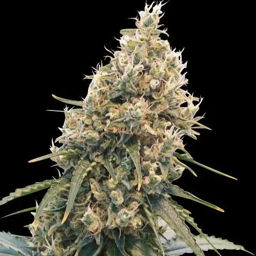 CBD Spliff Berry van Spliff Seeds