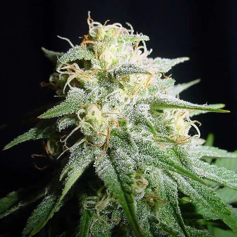 White Widow van Spliff Seeds