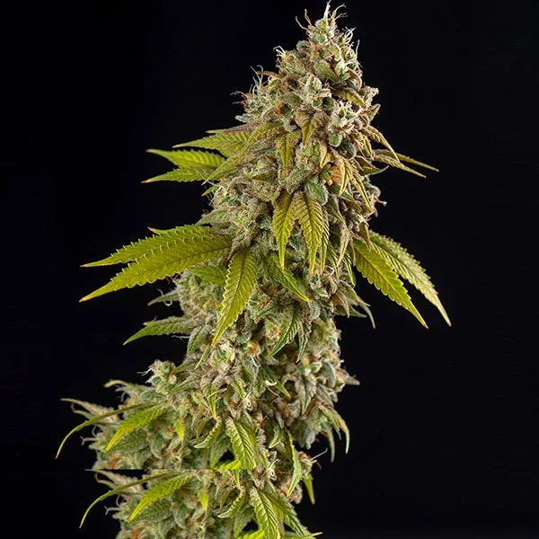 Girl Scout Cookies van Spliff Seeds