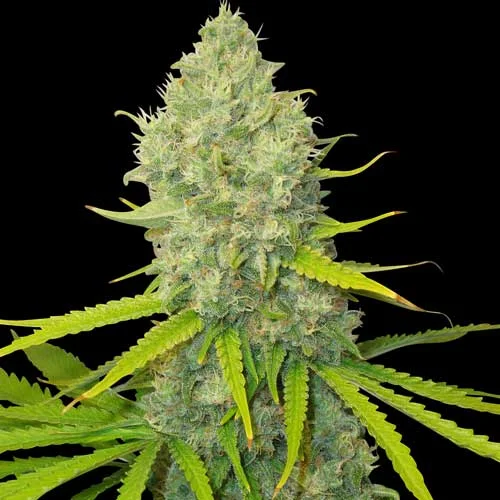 Bubblegun van Spliff Seeds