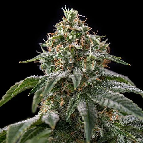 Girl Scout Cookies van Spliff Seeds