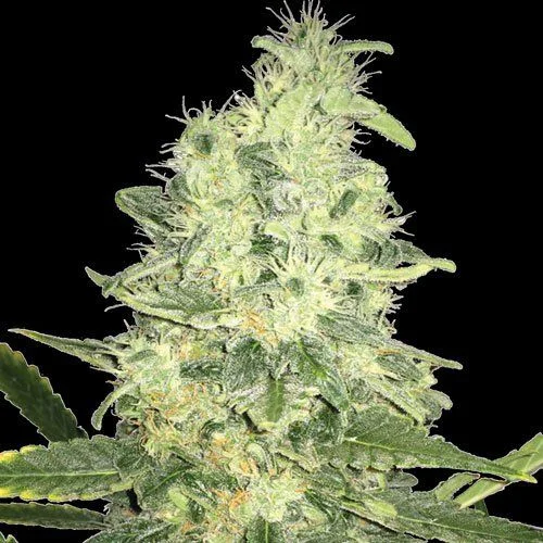 Jack F1 van Spliff Seeds