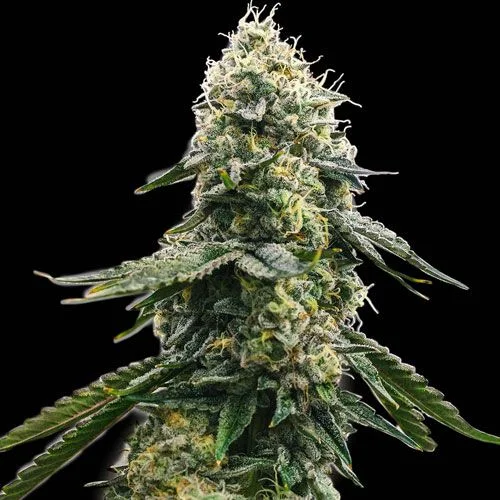Zkittlez van Spliff Seeds