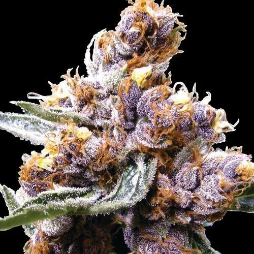 Blue Berry van Spliff Seeds