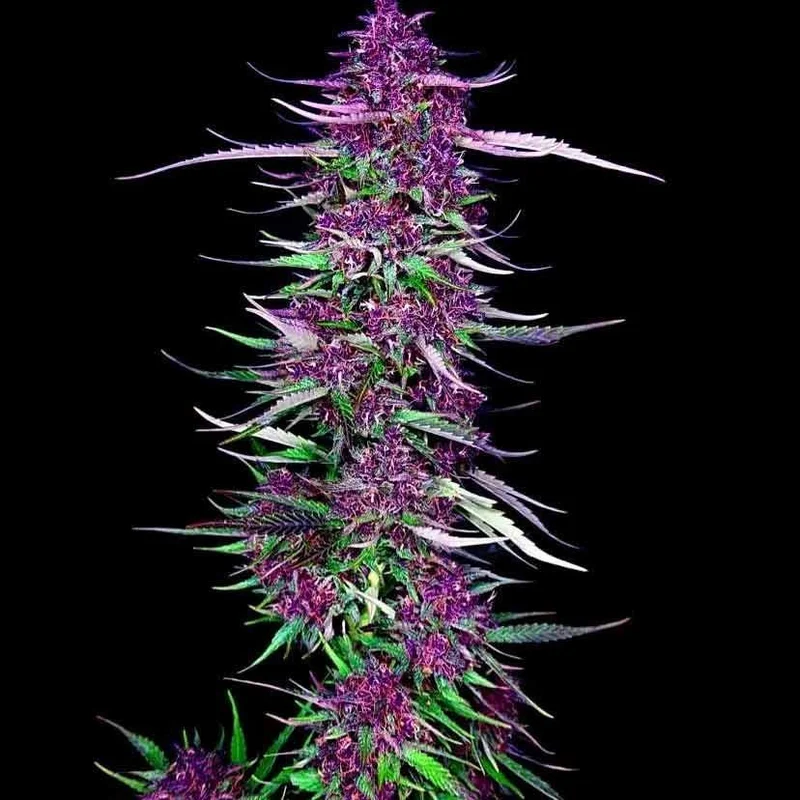 Purple Berry Kush van Spliff Seeds