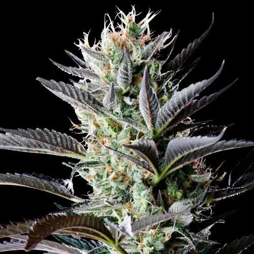 Dutch Blue van Spliff Seeds