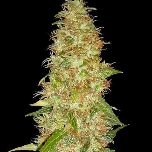 Moon Walker Kush van Spliff Seeds