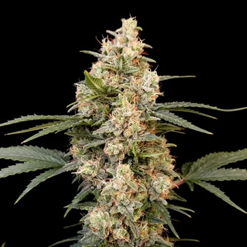 Mint Runtz van Spliff Seeds