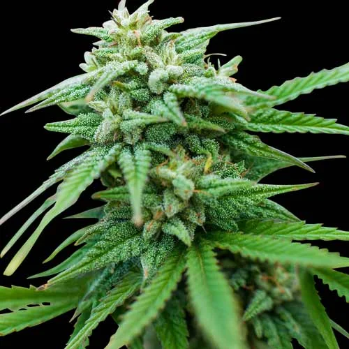Spliff Cheese van Spliff Seeds