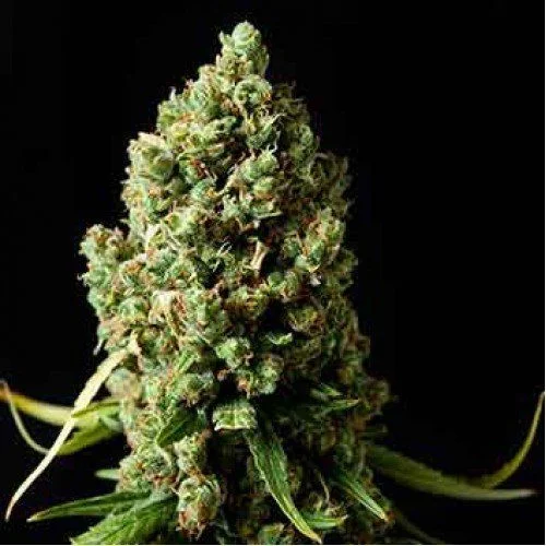 Amnesiac van Spliff Seeds