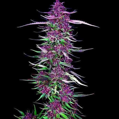 Purple Berry Kush van Spliff Seeds