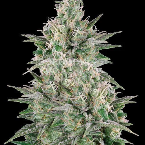 Mega Power Plant van Spliff Seeds