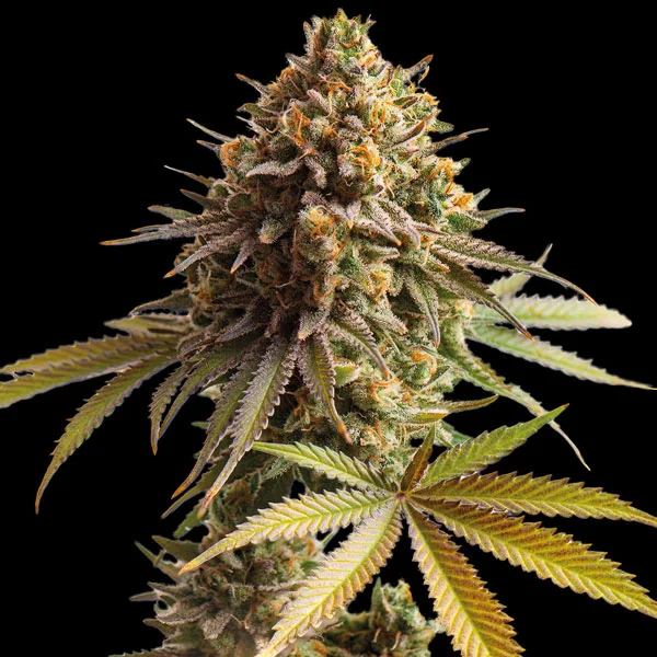 Afghan van Spliff Seeds