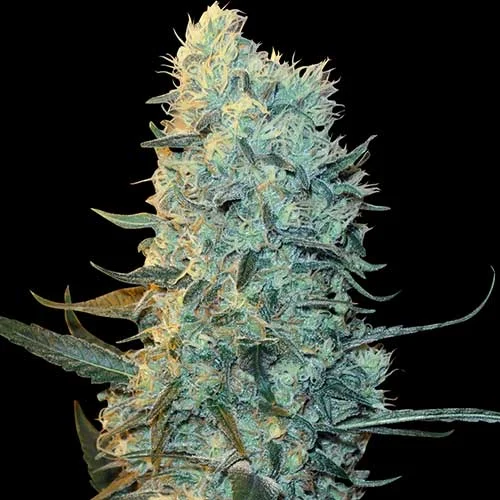 Power Plant van Spliff Seeds