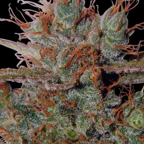 White Widow van Spliff Seeds