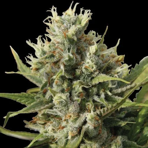 Amnesiac van Spliff Seeds