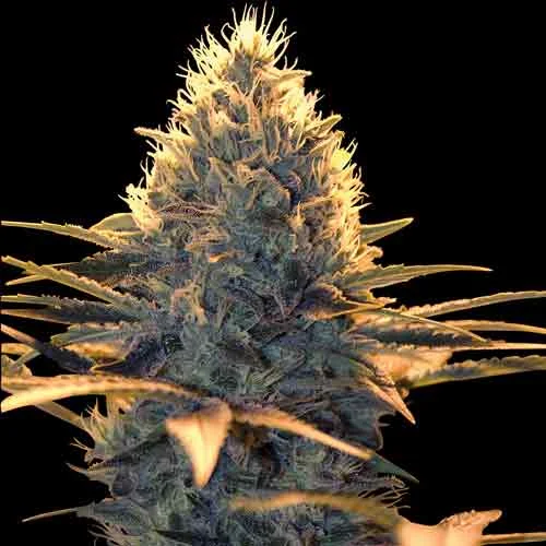 Spliff Cheese van Spliff Seeds