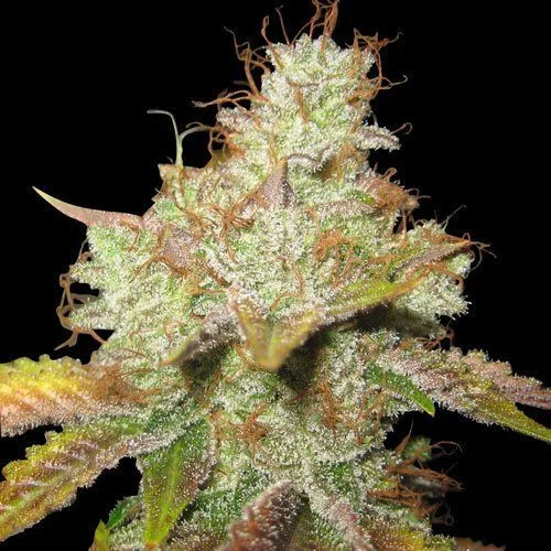 Master Kush van Spliff Seeds
