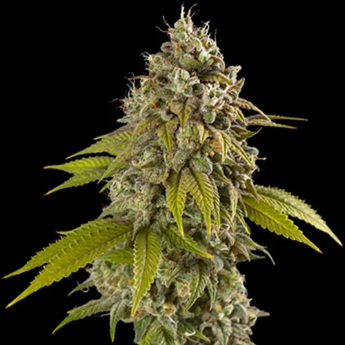 Gelato van Spliff Seeds