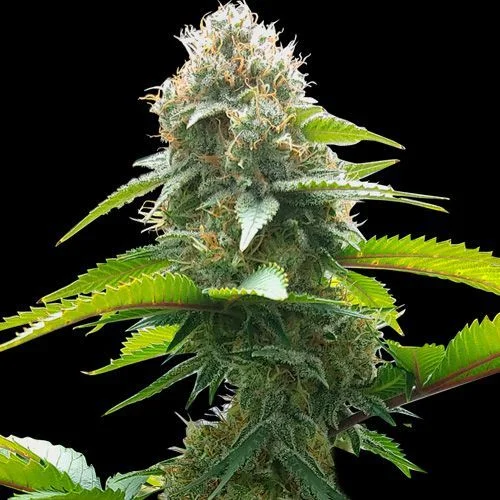 AK van Spliff Seeds