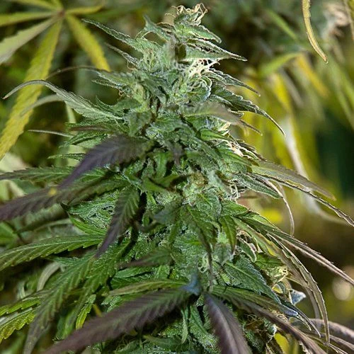 Fast Bud Outdoor van Spliff Seeds