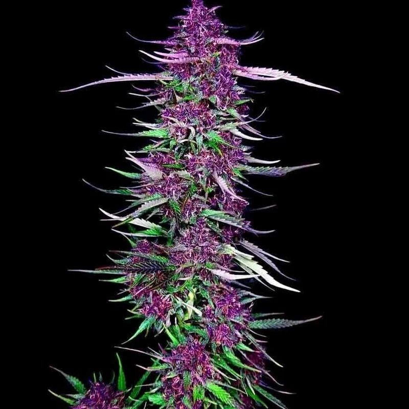 Purple Berry Kush van Spliff Seeds