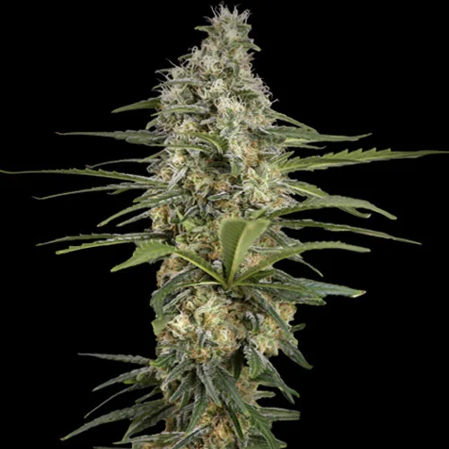 Mint Runtz van Spliff Seeds