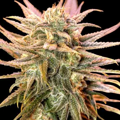 Gold Bar Kush van Spliff Seeds
